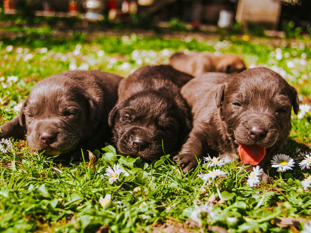 groupe de chiots