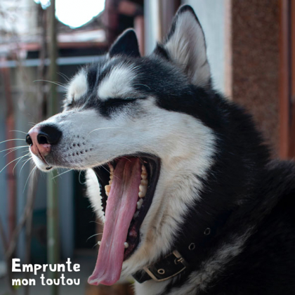 chien type husky en train de bâiller