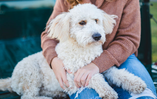 chien hypoallergénique