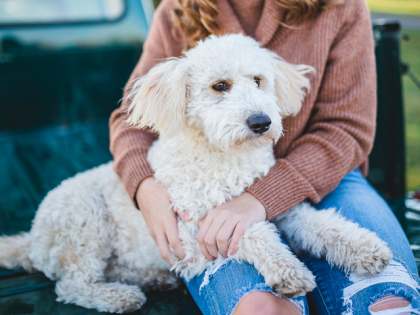 Les races de chien hypoallergéniques