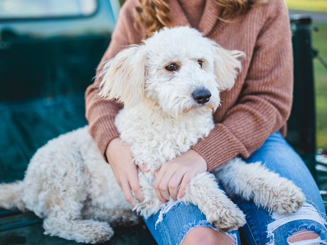 chien hypoallergénique