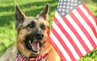 CHIEN BERGER ALLEMAND A COTE D'UN DRAPEAU AMERICAIN