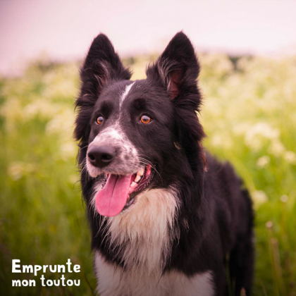 Border Collie