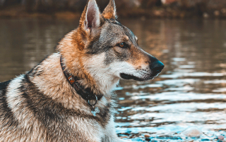 chien-loup tchecoslovaque de profil