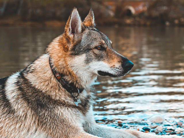 chien-loup tchecoslovaque de profil