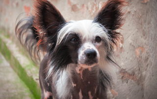 chien chinois à crête