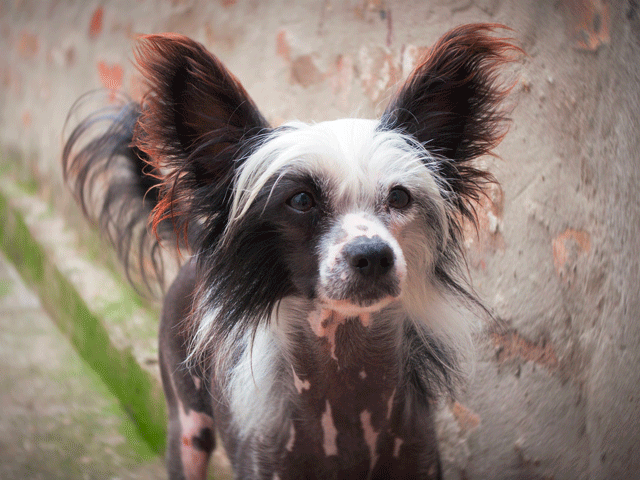 chien chinois à crête