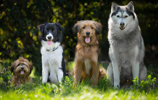 4 CHIENS DE TAILLES DIFFÉRENTES