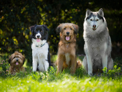 7 chiffres étonnants sur les chiens