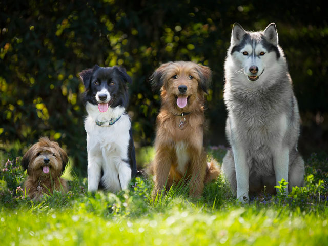 4 CHIENS DE TAILLES DIFFÉRENTES