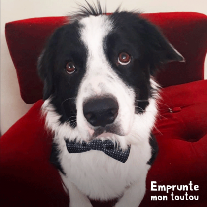 chien border collie noir et blanc