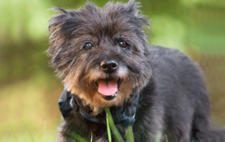 petit chien de couleur grise