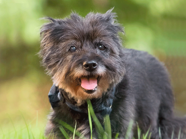 petit chien de couleur grise