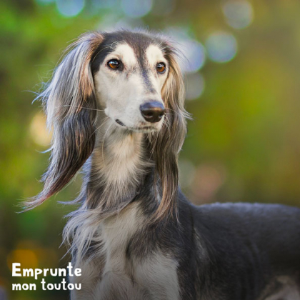 chien saluki