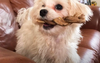 bichon maltais tenant un os dans sa gueule