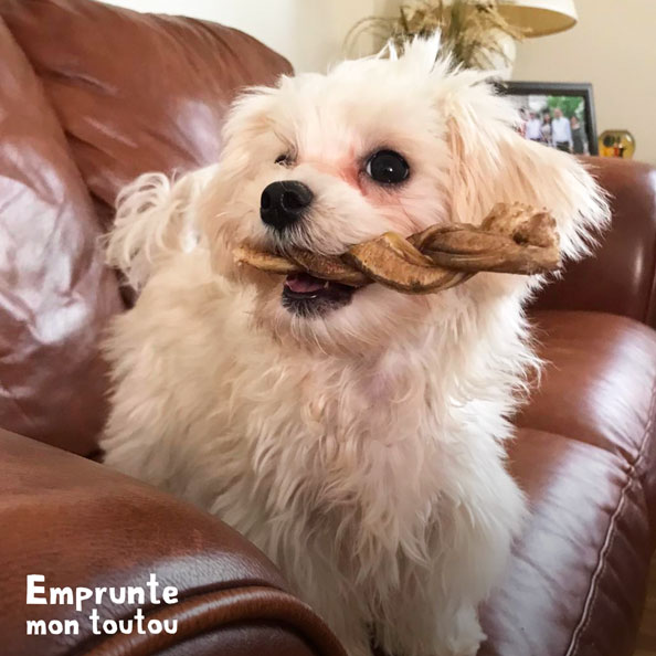 bichon maltais tenant un os dans sa gueule