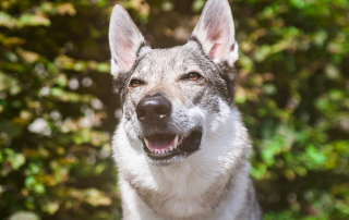 chien loup tchécoslovaque