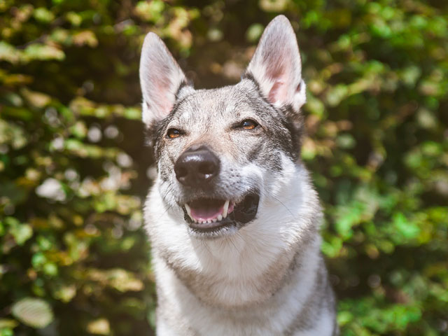 chien loup tchécoslovaque