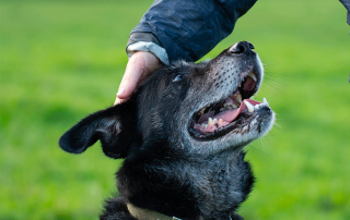 chien âgé se faisant caresser la tête