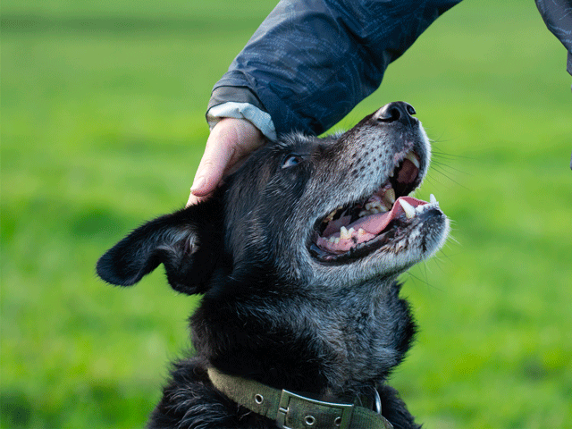 chien âgé se faisant caresser la tête