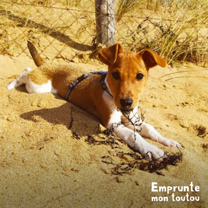 jack russell couché dans le sable