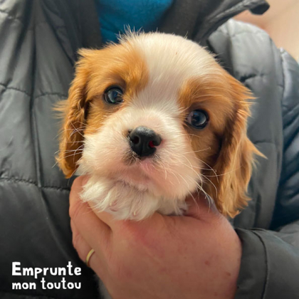 Chiot cavalier King Charles