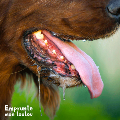 chien ayant été en contact avec de schenilles processionnaires