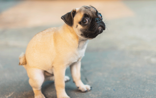 chien qui frotte ses fesses par terre