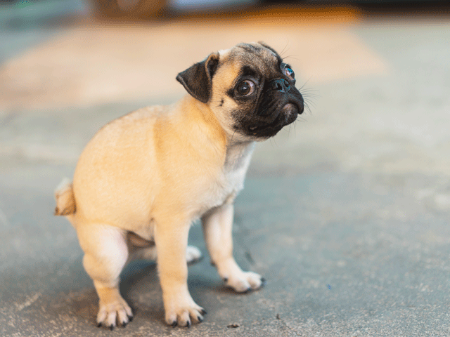 chien qui frotte ses fesses par terre