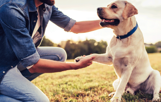 chien de race labrador donnant la patte à son maître