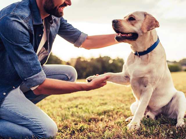 chien de race labrador donnant la patte à son maître