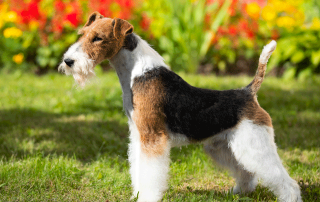 fox terrier à poil dur