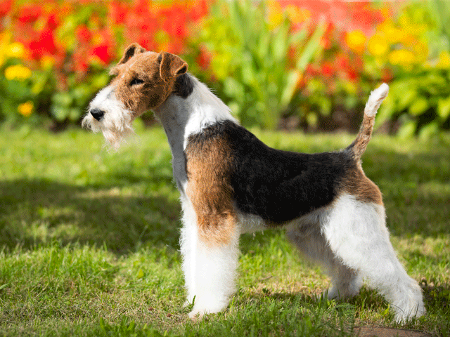 fox terrier à poil dur