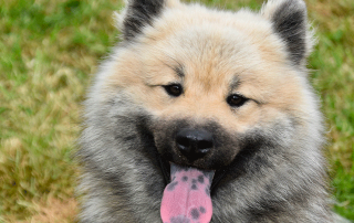 chien de race eurasier