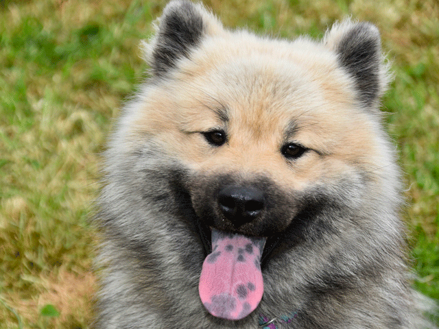 chien de race eurasier