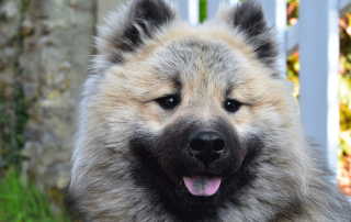 CHIEN DE RACE EURASIER