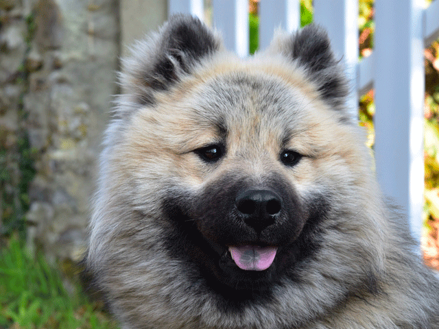 CHIEN DE RACE EURASIER