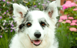 border collie blanc