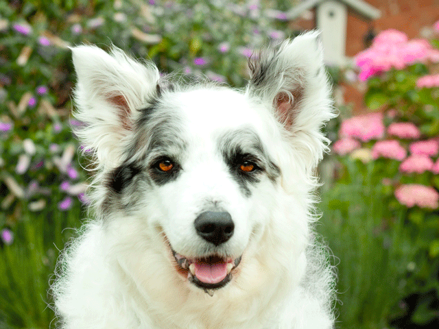 border collie blanc