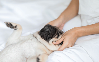 CHIEN DE RACE CARLIN SE FAISANT MASSER LA TÊTE