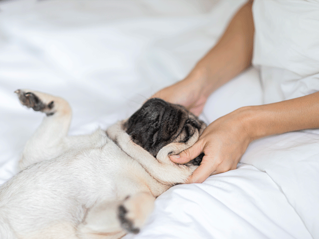 CHIEN DE RACE CARLIN SE FAISANT MASSER LA TÊTE