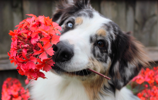 naturopathie pour chien