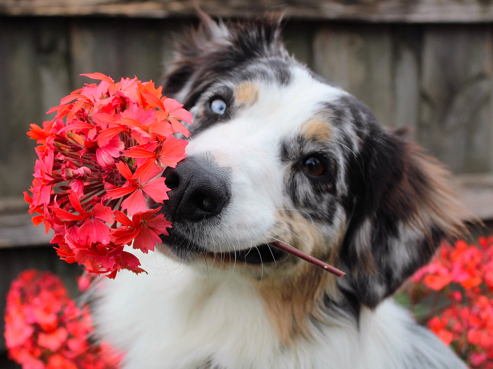 naturopathie pour chien