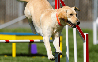 Chien travaillant la proprioception en sautant un obstacle