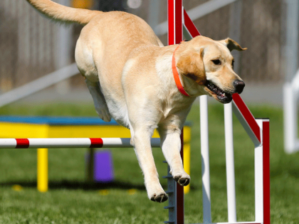 La proprioception, sport canin à la mode