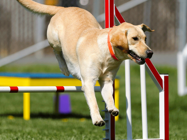 Chien travaillant la proprioception en sautant un obstacle