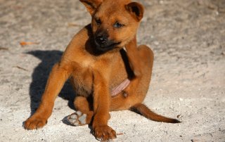 Chien qui se gratte à cause des puces