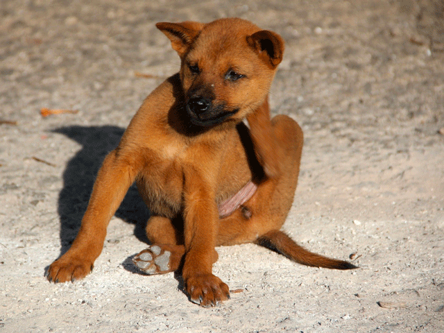 Chien qui se gratte à cause des puces