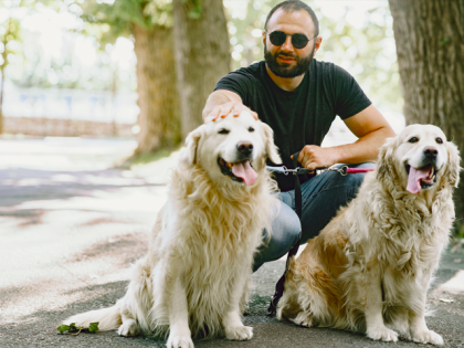 Top 10 des chiens faciles à éduquer