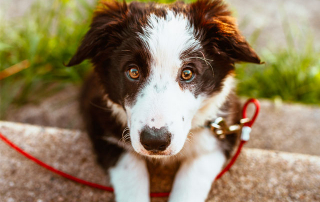 CHIEN NOIR ET BLANC